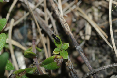 Chalcoscirtus sp.